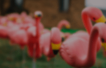 Flamingos Blurry